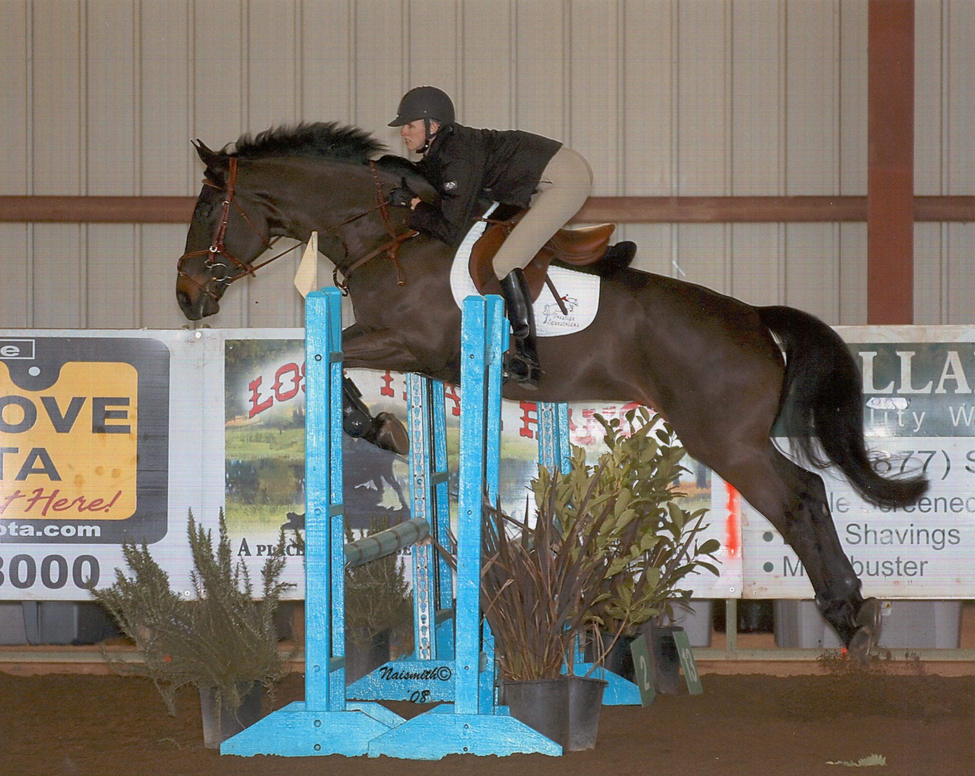 VADDAVOOM Medal Horse Prospect, Horse Show Jumper For Sale Hanoverian