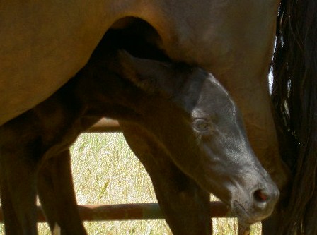 Lady Devine pokes her head out from under her mothers belly.  This picture is of Lady Devine as a 1 day old Filly (foal).  She is a rescue horse from the PMU horses out of Canada.  Prestige Equestrians saved Lady Devine and her mother WB Babe from horse slaughter by adopting them from the PMU rescue organizations.  Prestige Equestrians offers horse training, riding and lessons as well as horse sales.  They are strong supporters of the PMU rescue horse foundations and have trained and sold multiple PMU rescues.  Lady Devine, featured here, is a Percheron Thoroughbred cross Warmblood, currently available for sale by Prestige Equestrians