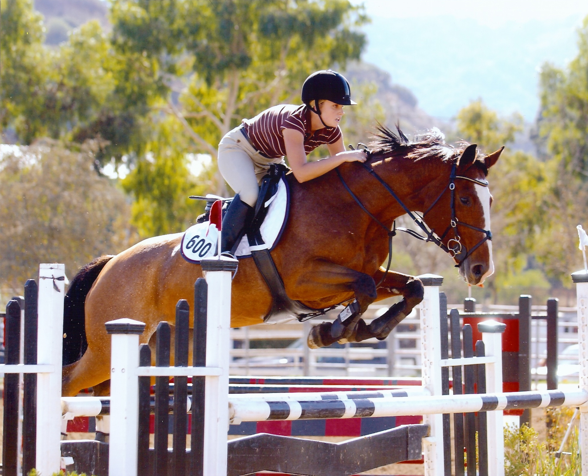 Julia Pariser of Prestige Equestrians Riding CZ Tery, a Czech Warm Blood, in a Class A horse show. She is jumping a 4ft 6 in jump in a California hunter/Jumper Horse show. Prestige Equestrians offers Horse training, Lessons, and Horse Sales in the Woodland, Sacramento, Davis California area.
