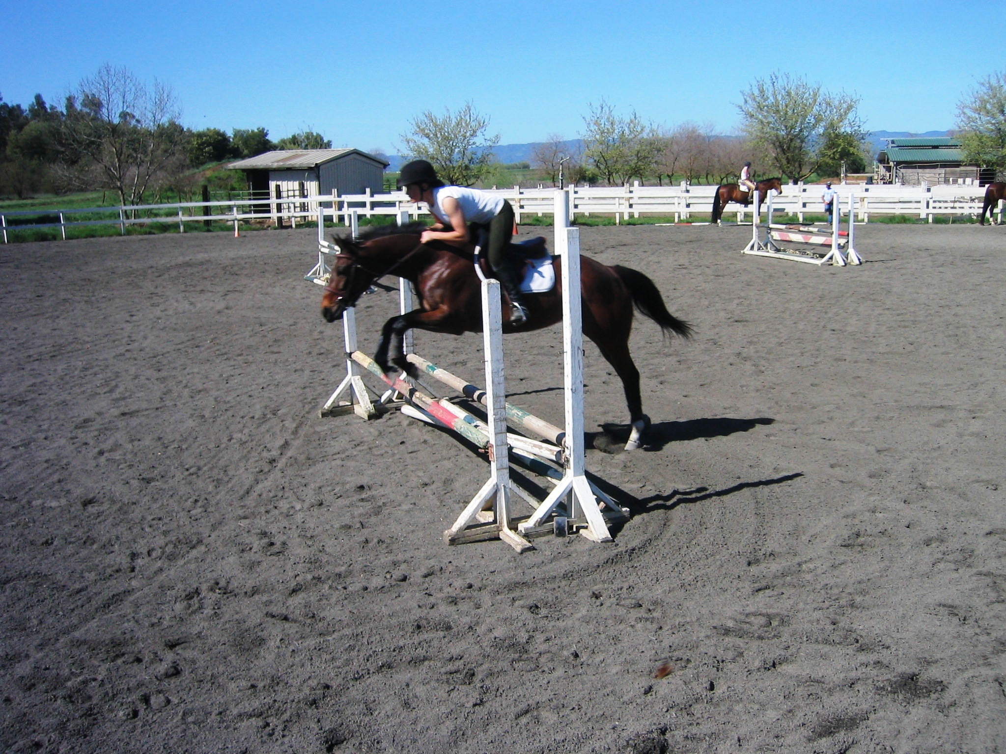 Prestige EquestriansThoroughbred Jumper Horse For Sale Prestige's Pride N' Joy